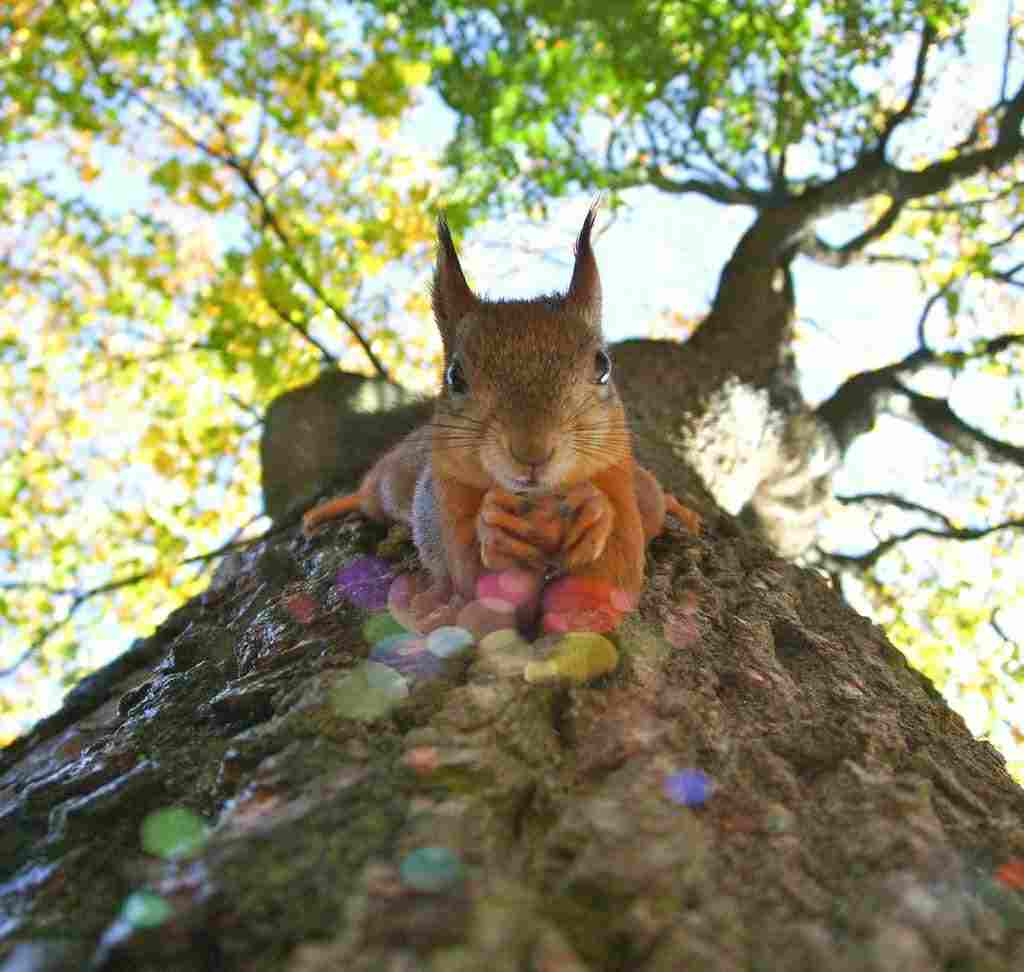 [BİRLİK.AĞACININ.KÖKÜ]