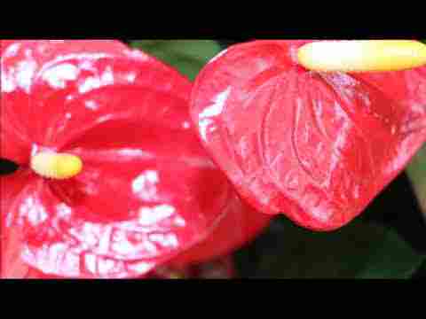 Mevlana Mesnevi – 1 GİRİŞ