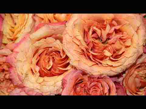 Mevlana Mesnevi II.10- 611-735 Zindandakilerin müflis elinden kadı vekiline şikayet etmeleri