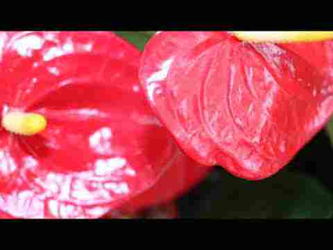 Mevlana Mesnevi II.20- 1455-1502 Lokman’ın efendisinin Lokman’ı imtihan etmesi