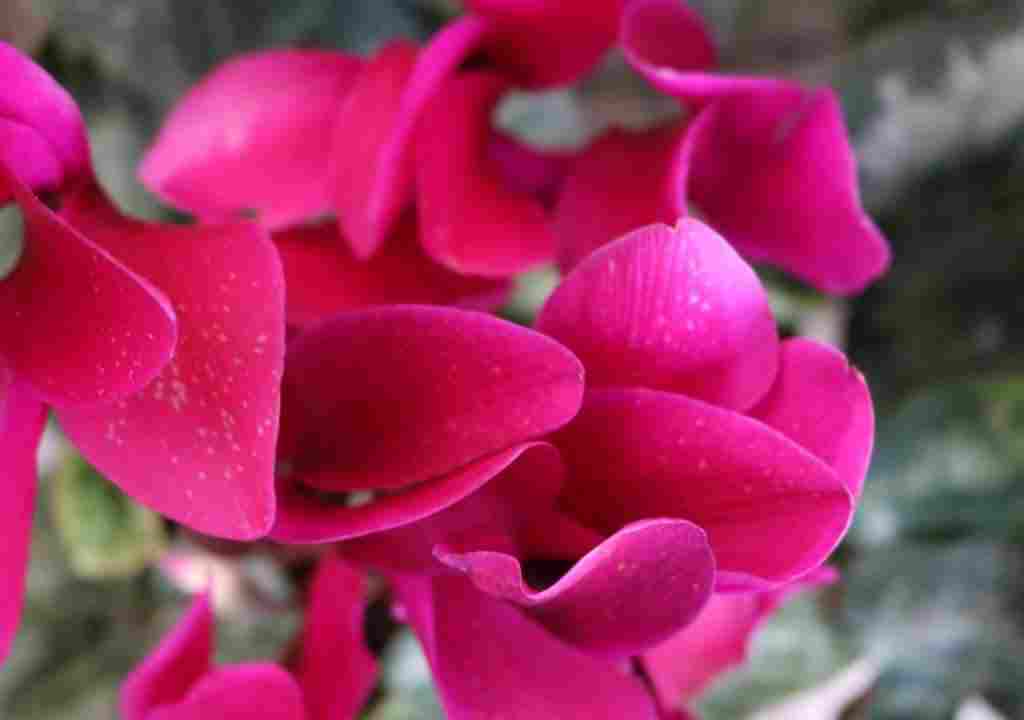 Mevlana Mesnevi II.28- 1922-1981 Ayının dalkavukluğuna ve vefasına güvenmek