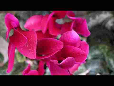 Mevlana Mesnevi II.48- 3045-3101 Kendini beğenenlerin ve Peygamberlerle Velilerin mevcut