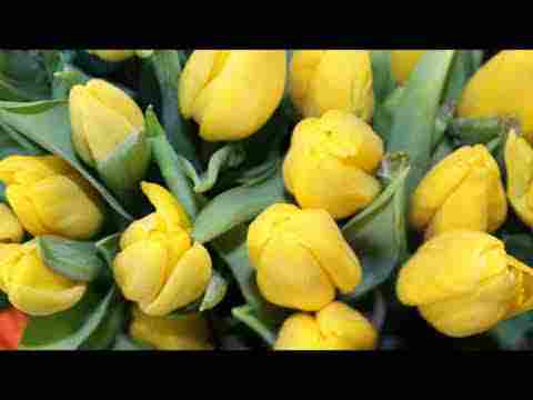 Mevlana Mesnevi II.51- 3196-3288 Edhemoğlu İbrahim’in deniz kıyısındaki kerametleri