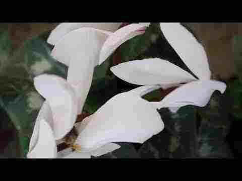 Mevlana Mesnevi II.8- 501-581 Bir köylünün karanlıkta ineği olduğu zannıyla aslanı kaşıması