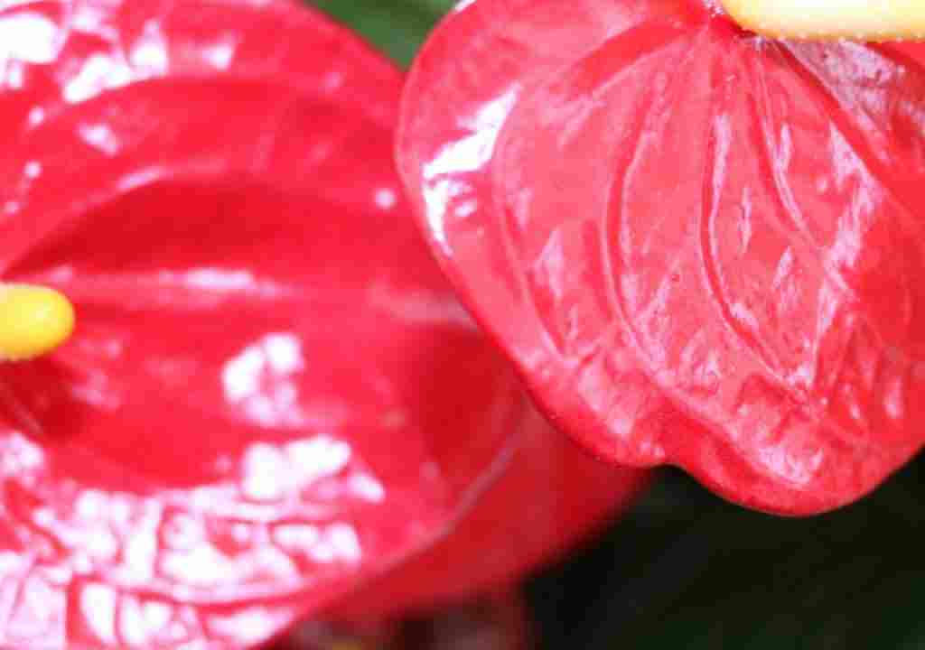 Mevlana Mesnevi II.9- 582-610 Kadı tellallarının bir müflisi şehirde teşhis etmeleri