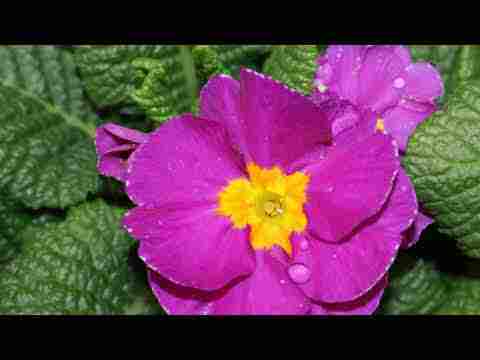 Mevlana Mesnevi II. GİRİŞ