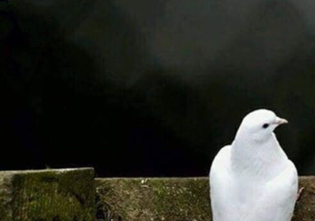 Faik Özdengül, Rumi Aşkın Terapi, 40