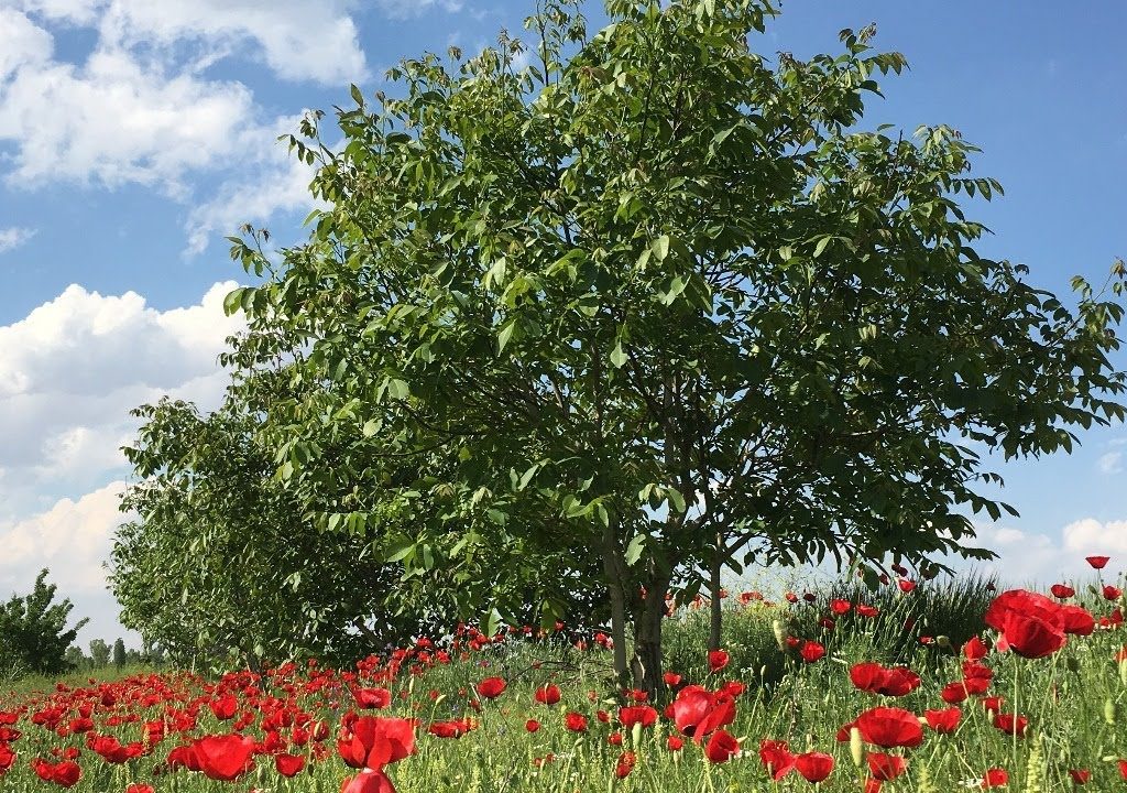 Faik Özdengül, Rumi Aşkın Terapi, 89
