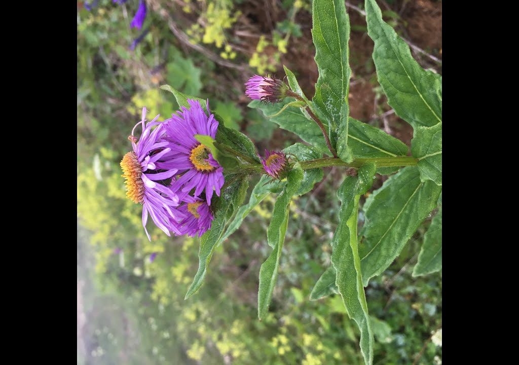 Faik Özdengül, Rumi Aşkın Terapi, 176