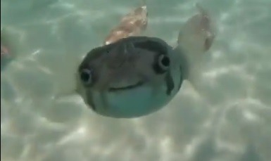 “GÜLMEK” üstüne…